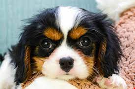 Cavalier King Charles Puppies For Sale King Charles Cavalier Spaniel Puppy Yorkshire Terrier Puppies Spaniel Puppies