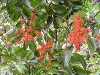 Image result for Combretum paniculatum