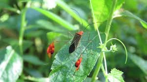 Image result for Anisotes