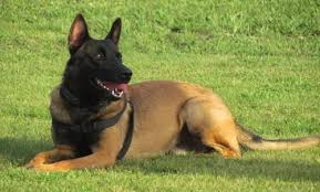 Browse thru german shepherd dog puppies for sale near springfield, missouri, usa area listings on puppyfinder.com to find your perfect puppy. Dutch Shepherd Pups K9 Police Working Protection Schutzhund Dogs For Sale In Springfield Missouri Classified Americanlisted Com