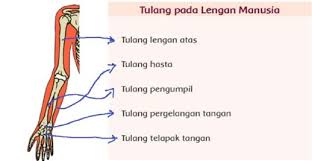 Check spelling or type a new query. Fungsi Tulang Hasta Tulang Atas Tulang Pengumpil Hingga Tulang Jari Kaki Materi Tema 1 Kelas 5 Sd Mi Rembang Bicara