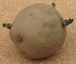 How to make seed potatoes. How To Plant Potatoes From Eyes Finding The Eyes Growerexperts Com