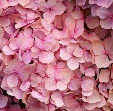 Pink Flowers Pink Hydrangea Flowers Photo Wp03066 Pink Flowers Pink Flowers Wallpaper Hydrangea Flower Photos
