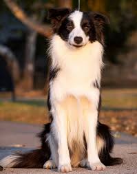 Why buy a border collie puppy for sale if you can adopt and save a life? Felix Purebred Healthy Border Collie Puppy For Sale Newdoggy Com