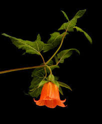 Image result for Canarina