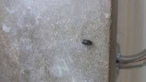 Haben sie speckkäfer oder andere schädlinge in der wohnung entdeckt? Habe Speckkafer In Meiner Wohnung Tiere Kafer Im Haus Ungeziefer In Wohnung