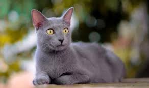 Kucing anggora yang masih termasuk ke dalam kitten serta kucing anggora dewasa mempunyai keperluan nutrisi dan kalori yang beberapa merek makanan di atas merupakan merk makanan kucing untuk anggora yang banyak dijual di pasaran. 4 Jenis Makanan Kucing Anggora Buatan Sendiri Lebih Sehat Pintarpet