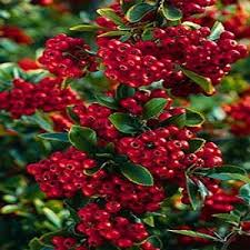 Image result for Pyracantha coccinea red column