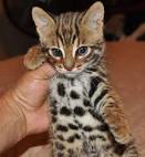 How Much do Bengal Kittens Cost? - Bengal Cat Club