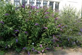 Sommerflieder Niobe Terra Pflanzenhandel