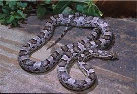 Anerythristic Corn Snake Corn Snake Snake Pretty Snakes