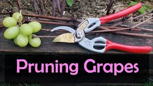 Image result for grape pruning