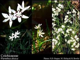 Image result for Colchicaceae