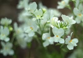 Image result for Lijndenia sp. cf barteri