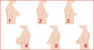 بالصور أشكال صدر المرأة ماهو أجمل ثدي يفضله الرجال أسرة ومجتمع مجلة هبة