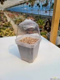 Image result for Dipcadi rigidifolium