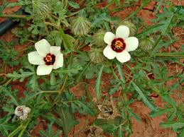 Image result for Hibiscus trionum