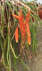 Image result for Aloe inyangensis