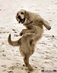 The Dog Dance Funny Dogs Funny Dog Pictures Dancing Animals Dog Pictures