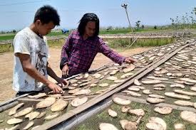 Selain kabupaten madiun saat ini kami juga memfokuskan pengembangan di. Mengenal Porang Tanaman Yang Buat Mantan Pemulung Jadi Miliarder Gatal Disentuh Tapi Dikirim Ke Jepang Halaman All Kompas Com