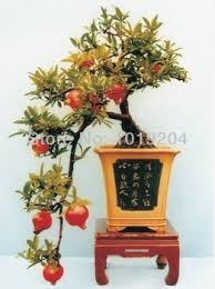 Ada jual pokok maple tak kat nursery u?? Jual Bibit Biji Benih Buah Delima Merah Bonsai Mama Qu Tokopedia Pohon Bonsai Pohon Buah Benih