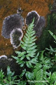 Image result for Pteris burtonii