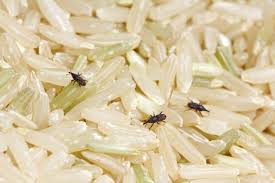 You may find these weevils indoors from the end of june through august. Rice Weevil Control And Treatments For The Home And Kitchen