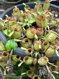 Image result for Conostomium zoutpansbergense