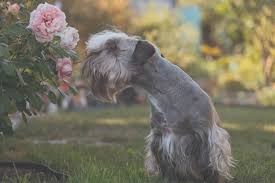 Is Variegated Ginger Poisonous To Dogs 2024 | Www.Lessisless.It