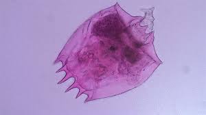 Image result for Eragrostis rotifer