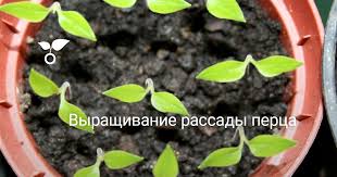 можно ли сажать помидоры по две штуки в лунку Vyrashivanie Rassady Perca Kogda Sazhat Posev Uhod Sorta Foto Botanichka Ru