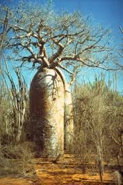 Image result for Grewia arborea