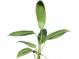 Image result for Limeum argute-carinatum