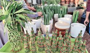 Cacti are good for landscapes as well as offering a stunning visual impression. Spring Awakening