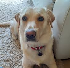 Can anybody recommend any gun dog trainers for my Labrador in rothwell?