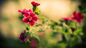 Maybe you would like to learn more about one of these? Beautiful Flower Wallpapers Hd Wallpaper 1080p 1920x1080 Flickr