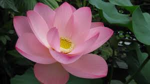 100 Mal Brandenburg Erleben Horertipp Botanischer Garten Der Universitat Potsdam Antenne Brandenburg