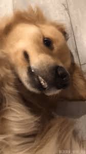 Puppyface Gifs Get The Best Gif On Giphy