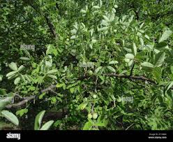 Image result for Commiphora mollis