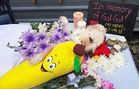 We offer animal cremations, urns, and memorial. Need For Tighter Rules On Pet Cremation Services Following Platinium Saga Awos
