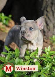 I have two beautiful red nose females for sale. Winston Male French Bulldog Puppy For Sale In Joplin Mo Frenchbulldogpuppiesforsale Missouri Pup Bulldog Puppies French Bulldog Puppies French Bulldog