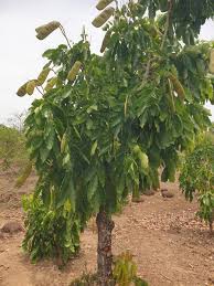 Image result for Isoberlinia doka