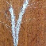 Image result for Diheteropogon amplectens