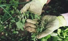 It's an upright plant with pink or white flowers in summer and fall. How To Identify Weeds In Your Garden Brinly Hardy Company
