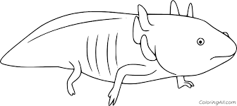 This kawaii axolotl themed large blank sketchbook measures 8.5 inches x 11 inches and boasts 120 unlined pages for drawing, sketching and doodling your various art projects on white paper or jotting down your thoughts as a japanese journal. Simple Axolotl Coloring Page Coloringall
