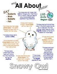 My All About Snowy Owl Book Arctic Polar Animals My