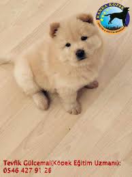 Satilik Chow Chow Yavrulari Kanka Kopek