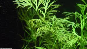 Image result for Aquarium Plants With Simple Alternate Leaf Floating Beneath Water.