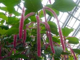 Image result for Acalypha fimbriata