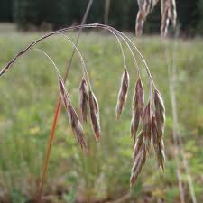 Image result for Bromus leptoclados